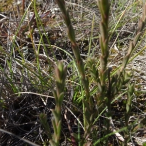 Pimelea curviflora at Franklin, ACT - 1 Aug 2020