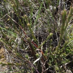 Pimelea curviflora at Franklin, ACT - 1 Aug 2020