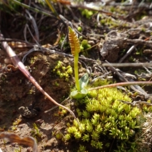 Ophioglossum lusitanicum at Franklin, ACT - 1 Aug 2020