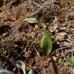 Ophioglossum lusitanicum at Franklin, ACT - 1 Aug 2020 12:25 PM