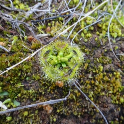 Drosera sp. (A Sundew) at Mulanggari Grasslands - 1 Aug 2020 by AndyRussell