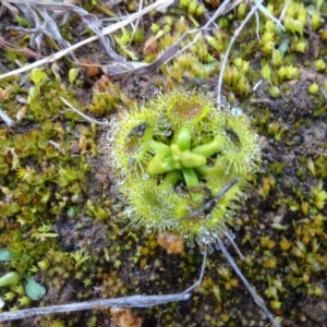 Drosera sp. at Franklin, ACT - 1 Aug 2020