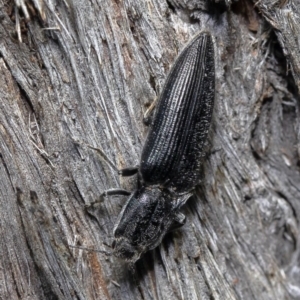 Crepidomenus fulgidus at Acton, ACT - 10 Aug 2020 12:48 PM