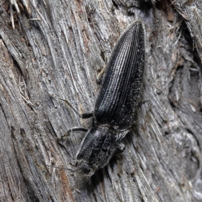 Crepidomenus fulgidus (Click beetle) at ANBG - 10 Aug 2020 by Roger