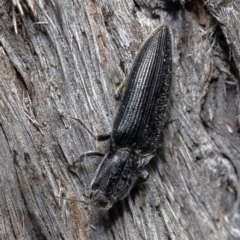 Crepidomenus fulgidus (Click beetle) at Acton, ACT - 10 Aug 2020 by Roger