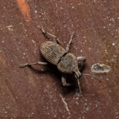 Polyphrades paganus (A weevil) at ANBG - 10 Aug 2020 by Roger