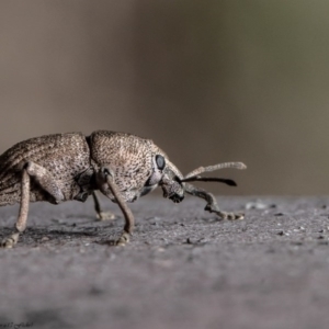 Polyphrades paganus at Acton, ACT - 10 Aug 2020 12:24 PM