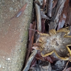 Astraeus hygrometricus at Page, ACT - 9 Aug 2020 11:02 AM