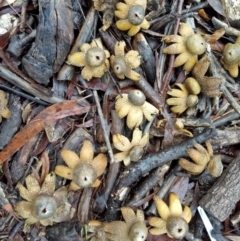 Astraeus hygrometricus at Page, ACT - 9 Aug 2020 11:02 AM