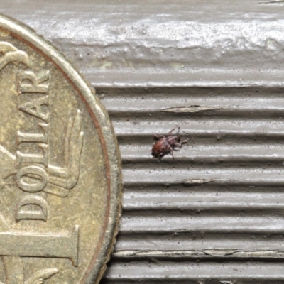 Encosmia sp. (genus) (Weevil) at ANBG - 6 Aug 2020 by TimL