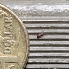 Encosmia sp. (genus) (Weevil) at Downer, ACT - 6 Aug 2020 by TimL