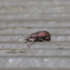 Encosmia sp. (genus) at Downer, ACT - 6 Aug 2020