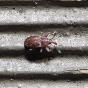 Encosmia sp. (genus) at Downer, ACT - 6 Aug 2020