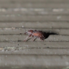 Encosmia sp. (genus) at Downer, ACT - 6 Aug 2020