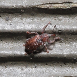 Encosmia sp. (genus) at Downer, ACT - 6 Aug 2020