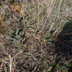 Aristida ramosa (Purple Wire Grass) at Franklin, ACT - 1 Aug 2020 by AndyRussell