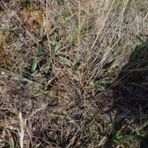 Aristida ramosa at Franklin, ACT - 1 Aug 2020 12:37 PM