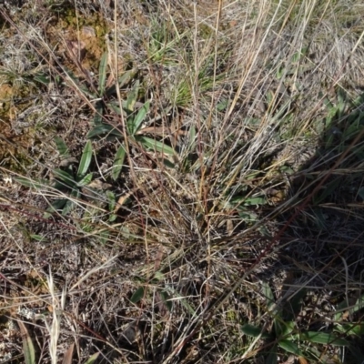 Aristida ramosa (Purple Wire Grass) at Franklin, ACT - 1 Aug 2020 by AndyRussell