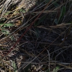 Aristida ramosa at Franklin, ACT - 1 Aug 2020