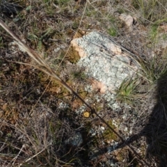 Aristida ramosa at Franklin, ACT - 1 Aug 2020 12:37 PM