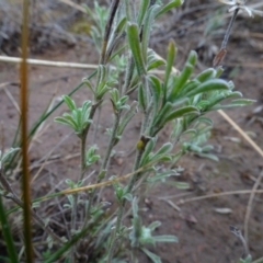 Vittadinia gracilis at Franklin, ACT - 1 Aug 2020