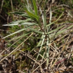 Unverified Plant at Franklin, ACT - 1 Aug 2020 by AndyRussell