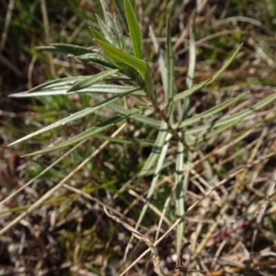 Unverified Plant at Franklin, ACT - 1 Aug 2020 by AndyRussell