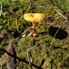 Lichenomphalia chromacea (Yellow Navel) at Bookham, NSW - 29 Jul 2020 by AndyRussell