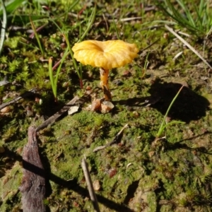 Lichenomphalia chromacea at Bookham, NSW - 29 Jul 2020 12:15 PM