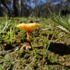 Lichenomphalia chromacea at Bookham, NSW - 29 Jul 2020 12:15 PM