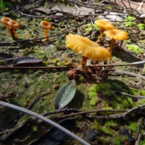 Lichenomphalia chromacea at Bookham, NSW - 29 Jul 2020 12:15 PM