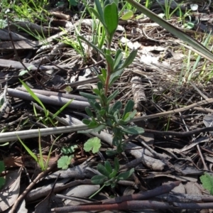 Hibbertia obtusifolia at Bookham, NSW - 29 Jul 2020