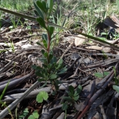 Hibbertia obtusifolia at Bookham, NSW - 29 Jul 2020