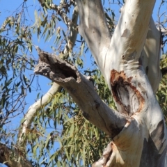 Eucalyptus blakelyi at Gordon, ACT - 28 Jun 2020