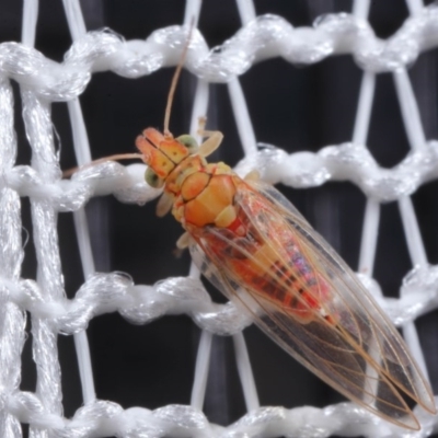 Psyllidae sp. (family) (Unidentified psyllid or lerp insect) at Evatt, ACT - 5 Aug 2020 by TimL