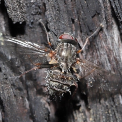 Muscidae (family) (Unidentified muscid fly) at ANBG - 28 Jul 2020 by TimL