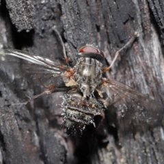 Muscidae (family) (Unidentified muscid fly) at Downer, ACT - 28 Jul 2020 by TimL