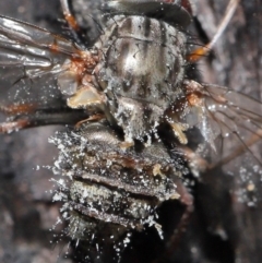 Muscidae (family) at Downer, ACT - 28 Jul 2020 12:16 PM