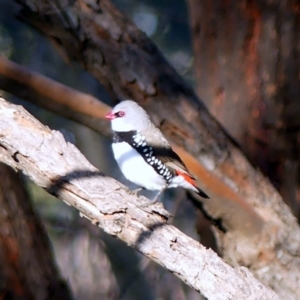 Stagonopleura guttata at Table Top, NSW - suppressed