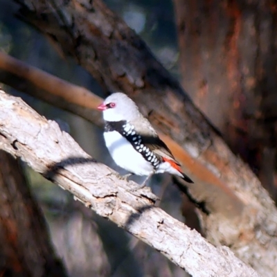 Stagonopleura guttata (Diamond Firetail) at Albury - 12 Jun 2020 by LizetteSalmon