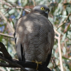 Accipiter cirrocephalus (Collared Sparrowhawk) at WREN Reserves - 20 Jul 2020 by LizetteSalmon