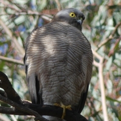 Tachyspiza cirrocephala (Collared Sparrowhawk) at Baranduda, VIC - 20 Jul 2020 by LizetteSalmon