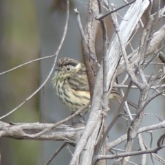 Pyrrholaemus sagittatus (Speckled Warbler) at Wodonga, VIC - 9 Aug 2020 by LizetteSalmon