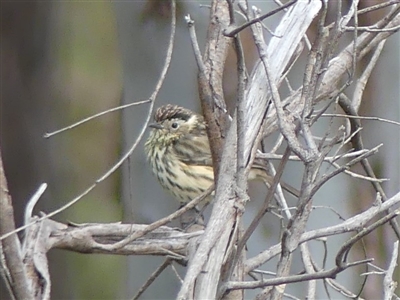 Pyrrholaemus sagittatus (Speckled Warbler) at WREN Reserves - 9 Aug 2020 by LizetteSalmon