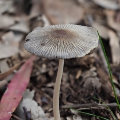 Coprinellus etc. (An Inkcap) at Macgregor, ACT - 25 Jun 2020 by Caric