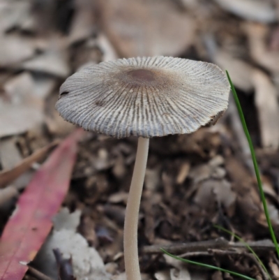 Coprinellus etc. (An Inkcap) at Umbagong District Park - 25 Jun 2020 by Caric