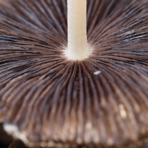 Coprinellus etc. at Macgregor, ACT - 25 Jun 2020