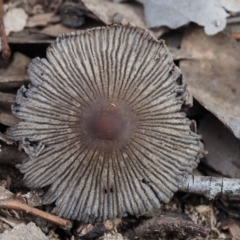 Coprinellus etc. at Macgregor, ACT - 25 Jun 2020