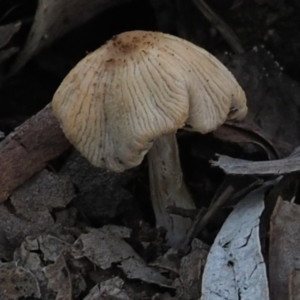 Coprinellus etc. at Macgregor, ACT - 25 Jun 2020