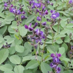 Glycine tabacina (Variable Glycine) at Rob Roy Range - 3 Mar 2020 by michaelb